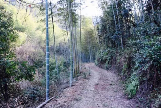 婺源挖冬笋的进山道路