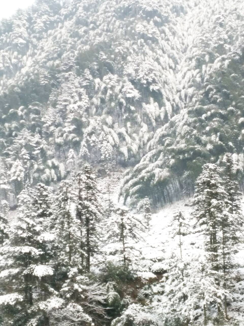 婺源鄣山村大雪封山