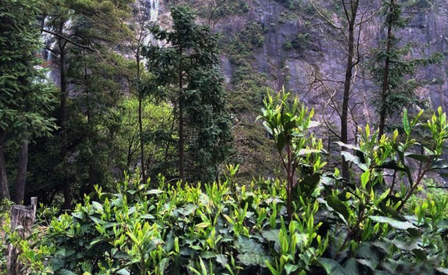 婺源鄣山村茶园