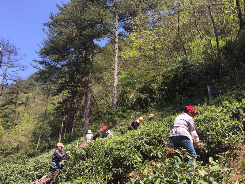 鄣山村有机茶采摘