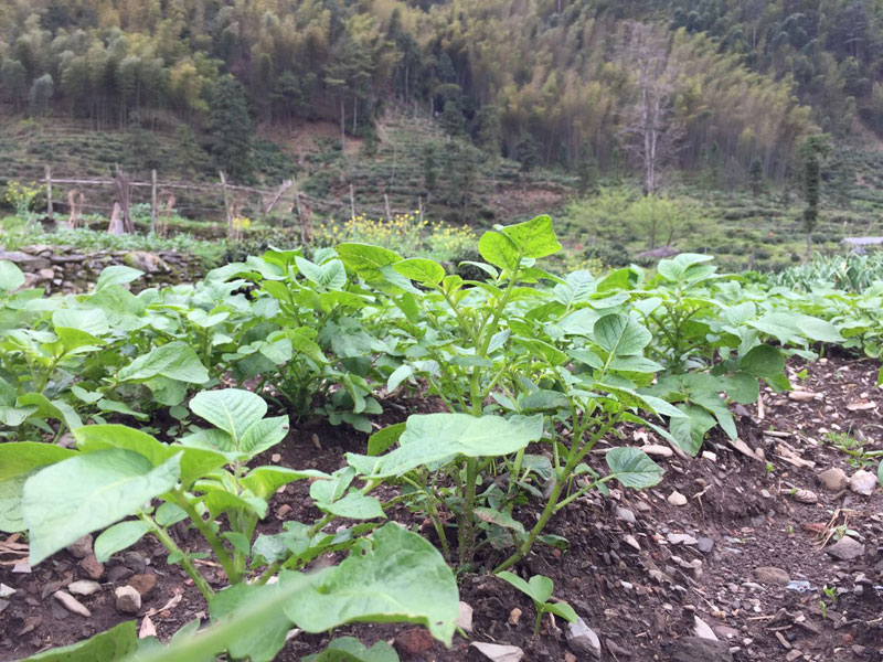 高山小土豆苗，种在地里的土豆