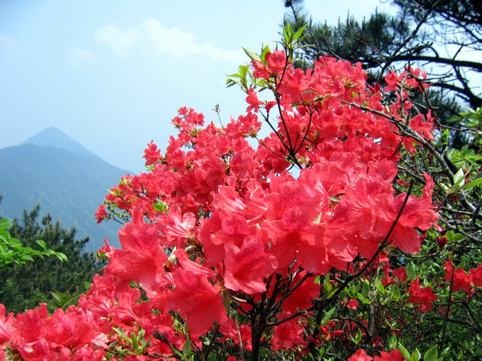 婺源最高峰映山红