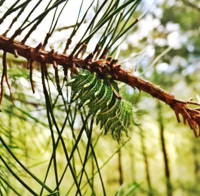 婺源鄣山村的野生昆虫