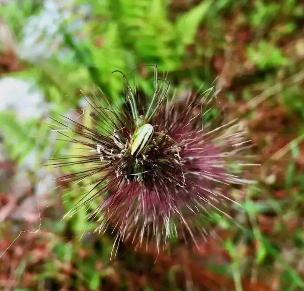 婺源鄣山村的野生昆虫