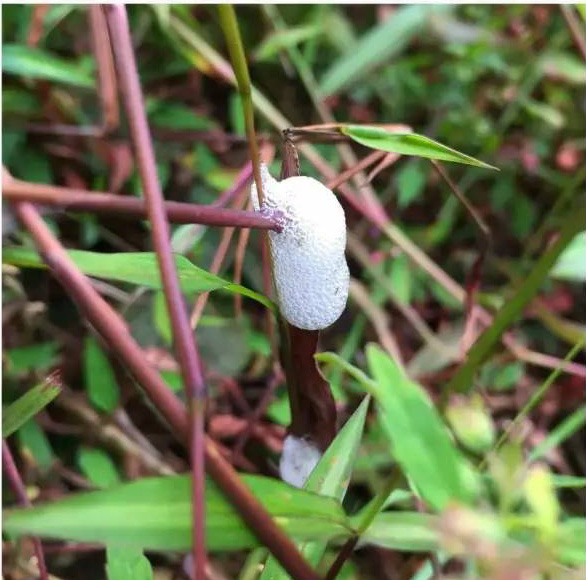 婺源鄣山村的野生昆虫