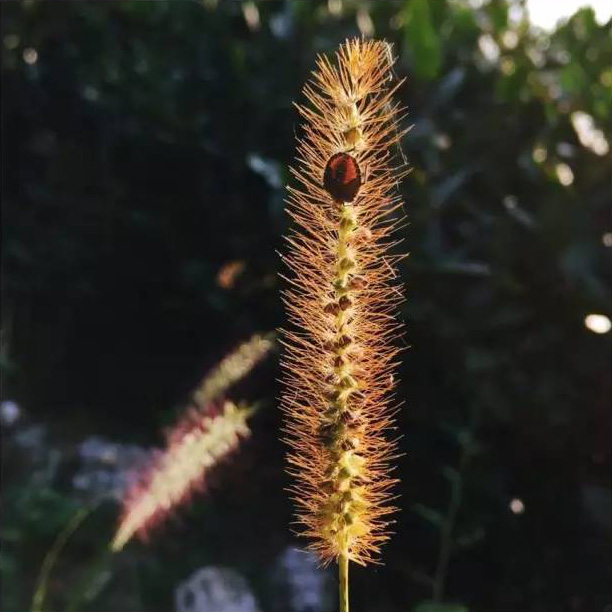 婺源鄣山村的野生昆虫