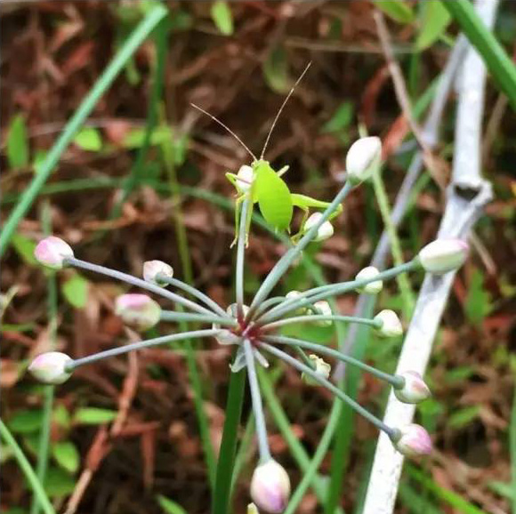 婺源鄣山村的野生昆虫