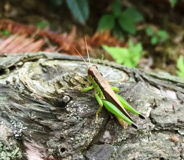 婺源鄣山村的野生昆虫