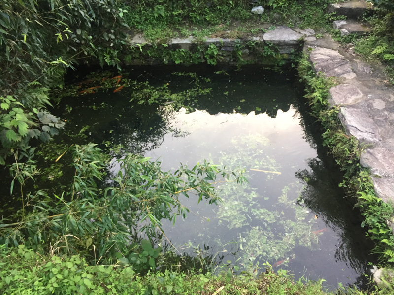 鄣山村冷水塘鱼