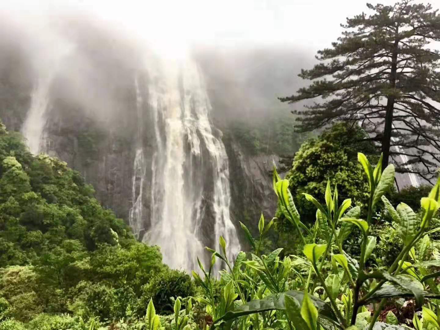 江西婺源内部专供茶茶园环境